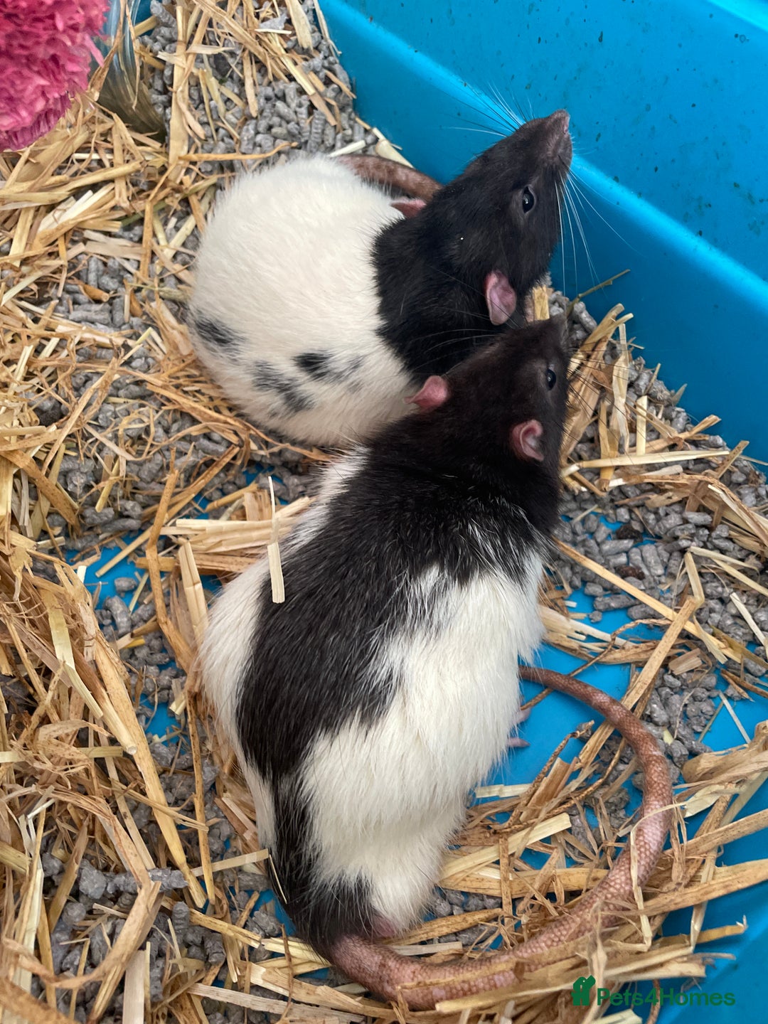 Rat rodents for sale: 2 male rats, friendly  - Image 7