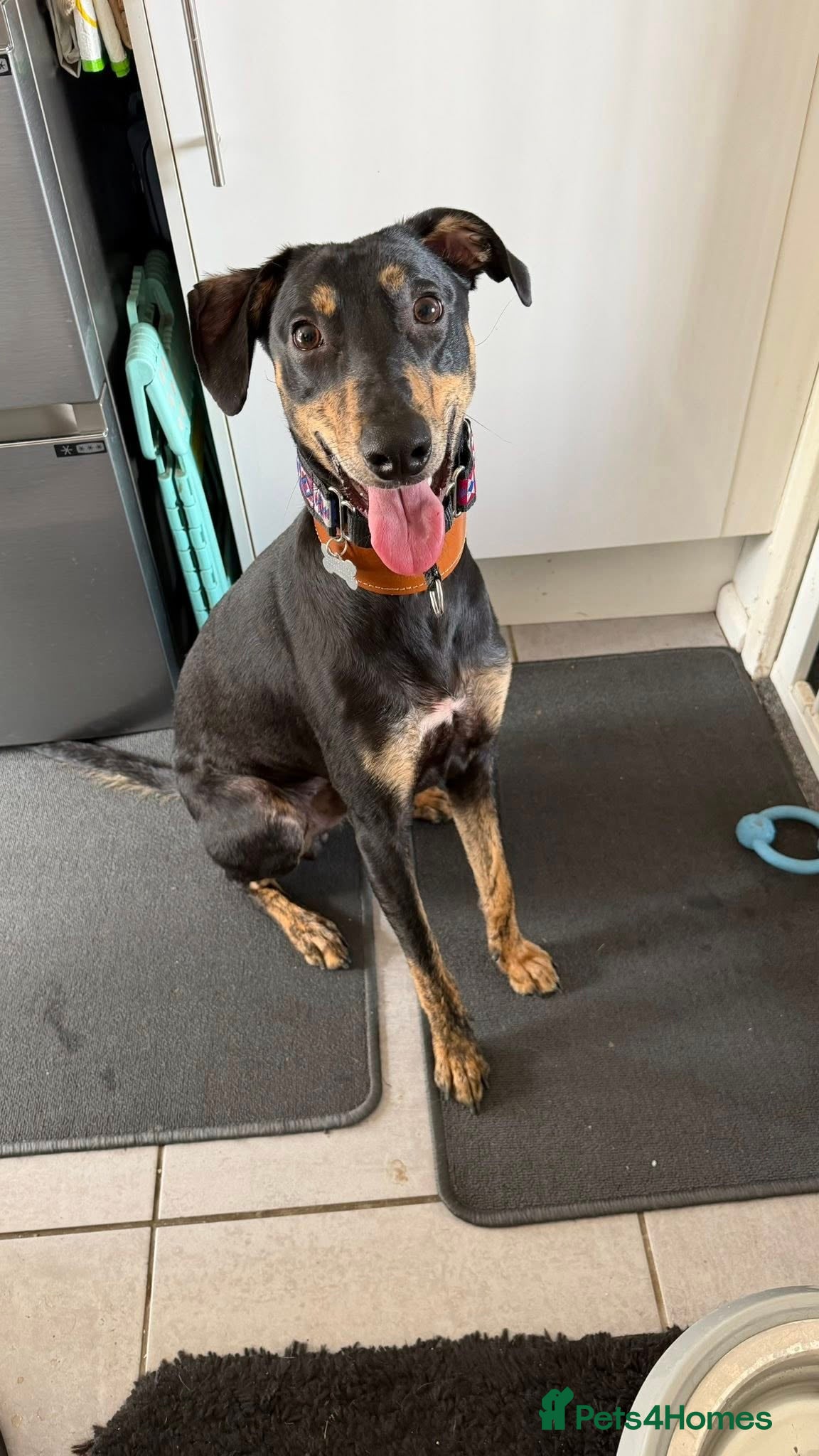 ROSCO - cat-friendly lurcher in rescue — Lurcher