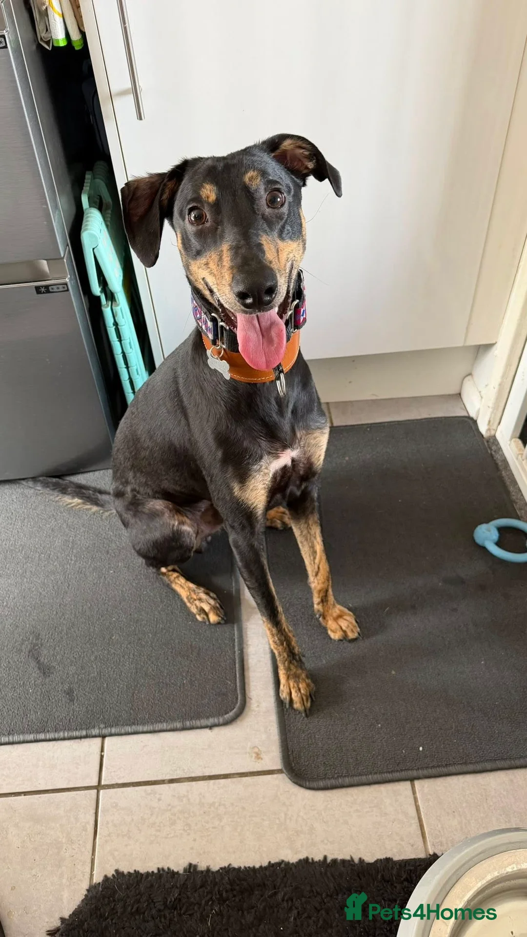 Lurcher dogs for adoption: ROSCO - cat-friendly lurcher in rescue - Advert 6