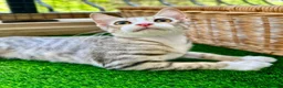 Arabian Mau cats for adoption: Male Rescue Kitten for Adoption - Advert 3