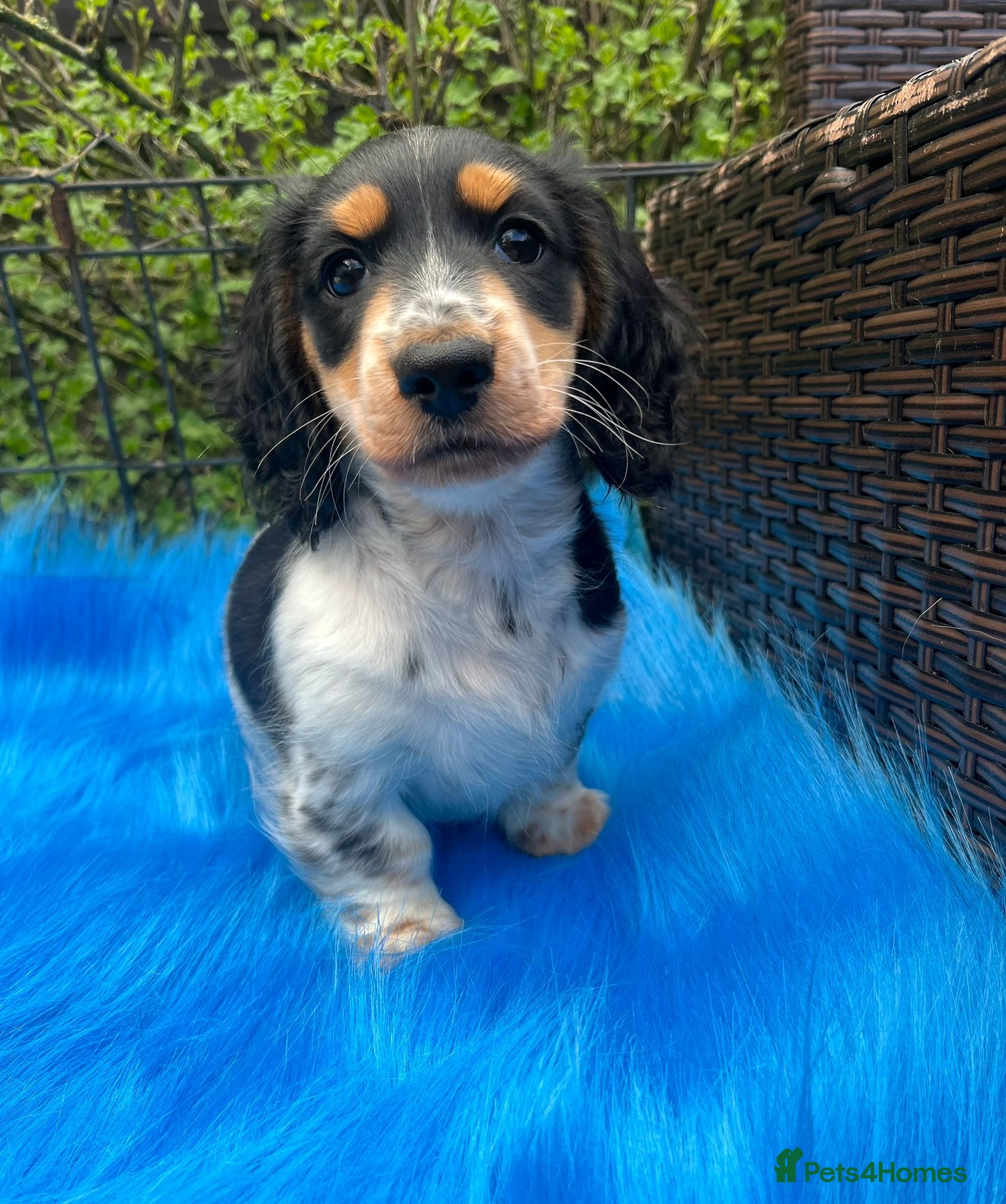 Miniature Dachshund dogs Beautiful KC reg Piebald Dachshunds - Advert 4