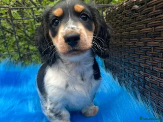 Miniature Dachshund dogs Beautiful KC reg Piebald Dachshunds - Advert 1