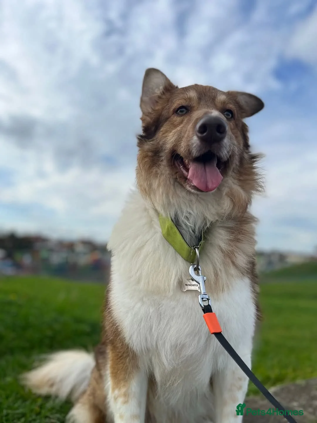 Mixed Breed dogs for adoption: Meet Teddy, currently residing in Lincolnshire  in Mablethorpe - Advert 2