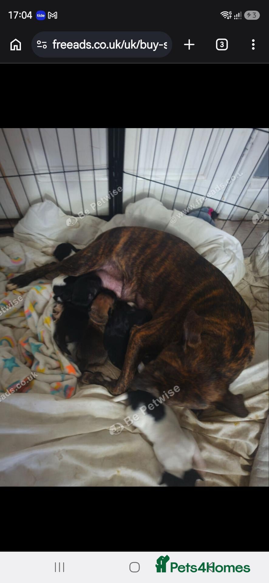 Mixed Breed dogs for sale: Staffordshire cross frenchie fraffies - Advert 4