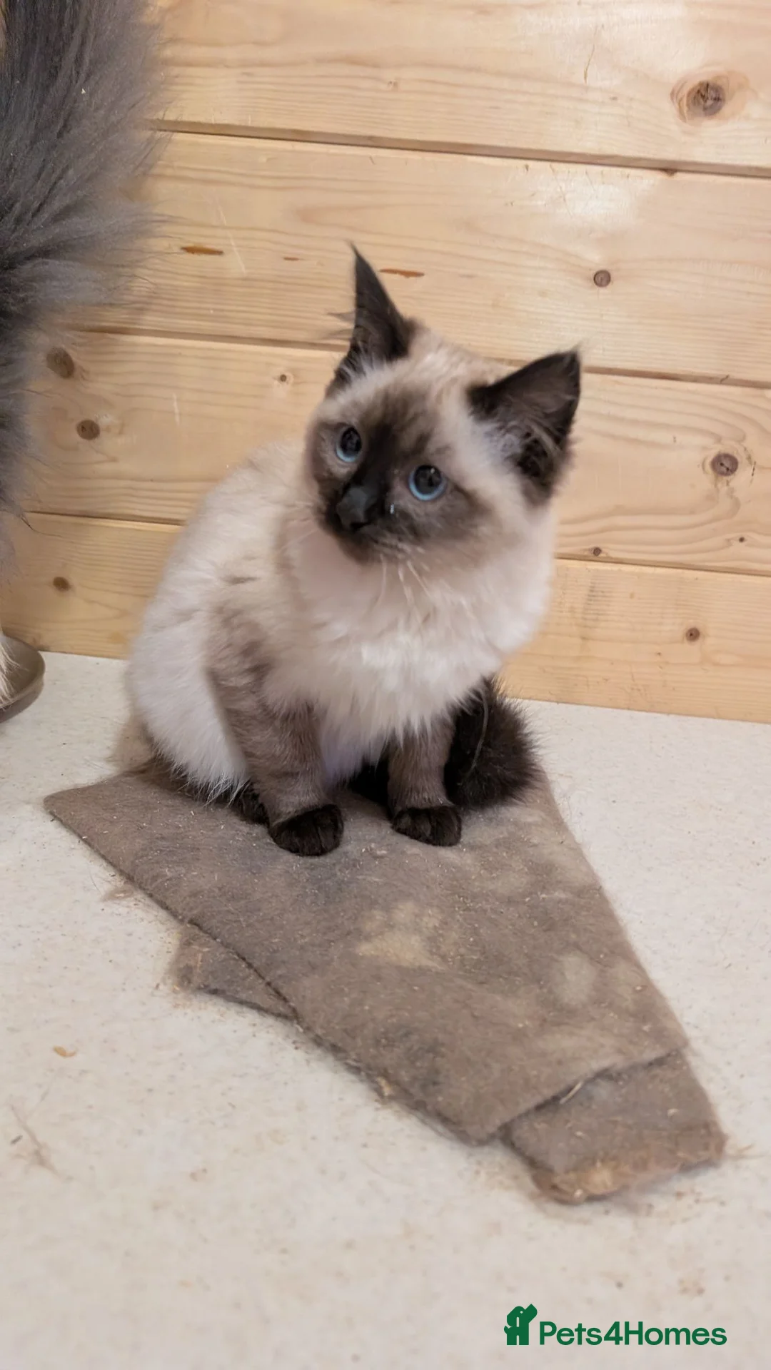 Ragdoll cats for sale: Ragdoll kittens  in Buckie - Advert 7