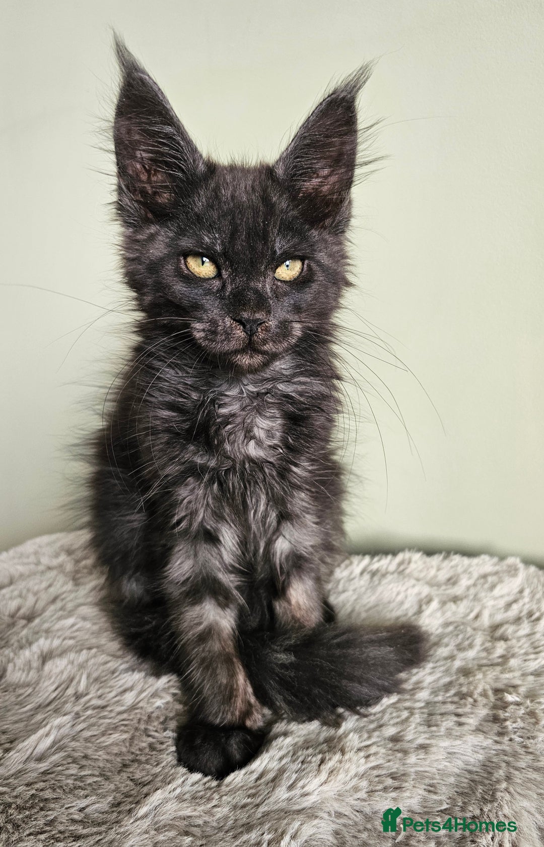 Maine Coon cats for sale: Maine Coon kittens looking for loving homes - Advert 5