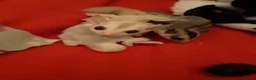 Sugar Glider rodents for sale: Rare mocistuc morph with lineage  - Advert 15