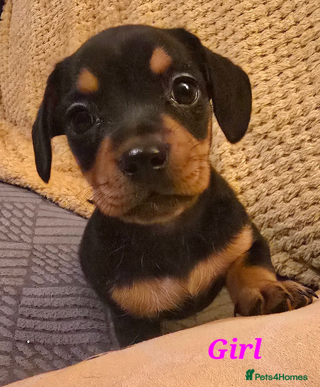 Mixed Breed dogs for sale: Frenchie x Miniature dachshund  - Advert 11