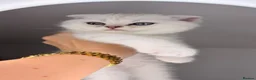 Scottish Fold cats for sale: Scottish Fold male  - Advert 4