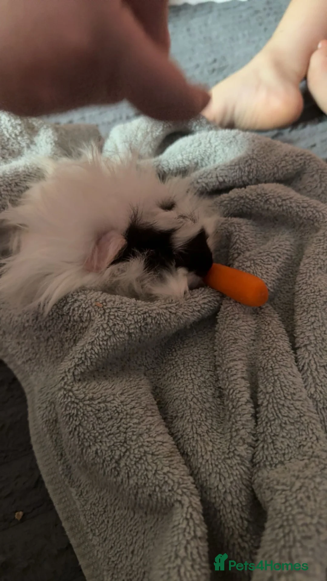 Guinea Pig rodents for sale: 2 male Guinea pigs  in Bathgate - Advert 3