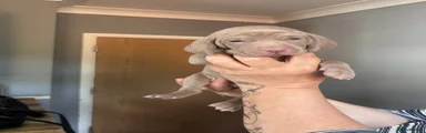 Weimaraner Puppy 7