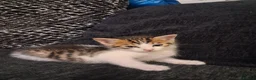 Mixed Breed cats for sale: Mixed bengal kittens - Advert 14