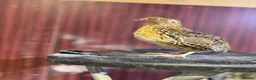Quail poultry for sale: Quails 8+ weeks  in Stockport - Advert 12