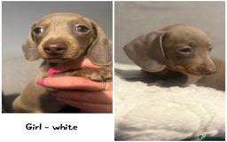 Miniature Dachshund dogs for sale: Isabella & Tan Mini Dachshund puppies 🤎 - Advert 16