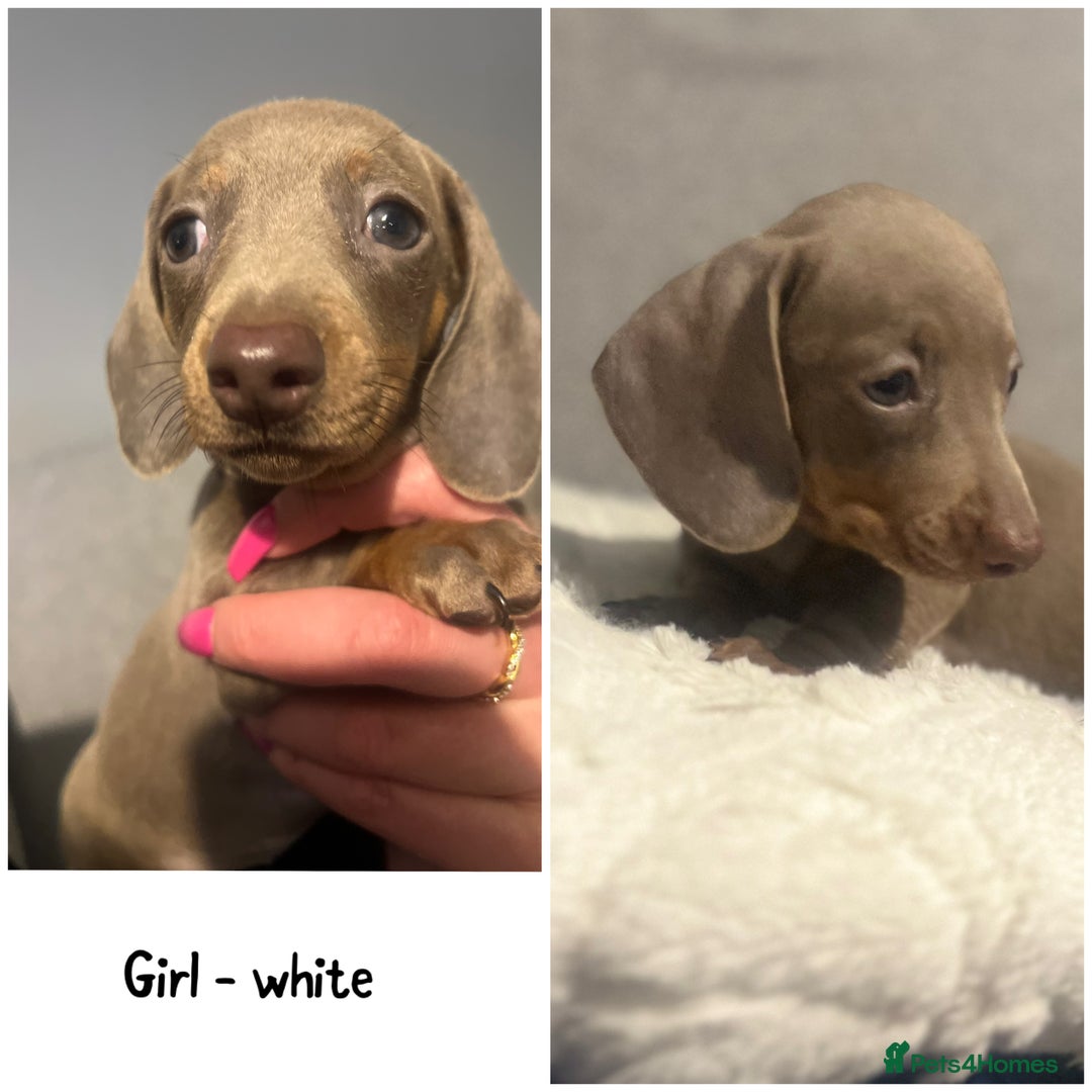 Miniature Dachshund dogs for sale: Isabella & Tan Mini Dachshund puppies 🤎 - Advert 16