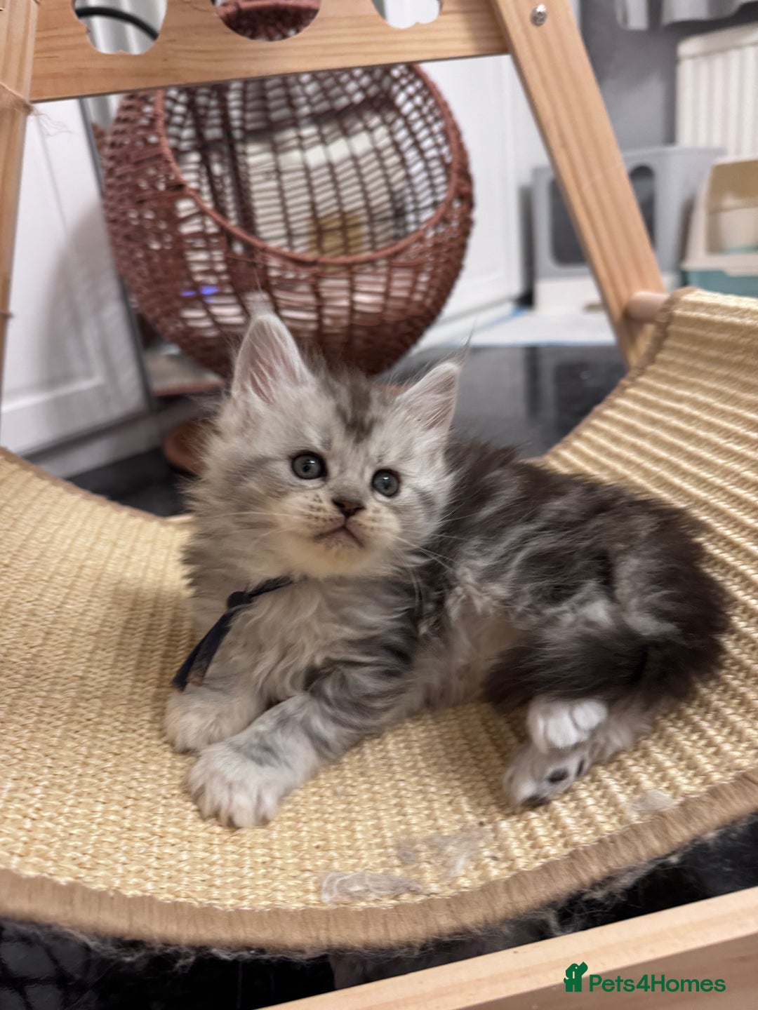 Maine Coon cats for sale: 🌟🌟Beautiful Maine Coon kittens🌟🌟 - Advert 10