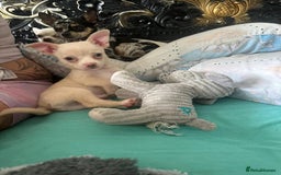Chihuahua dogs for sale: Beautiful girl grey and black Chihuahua puppy - Image 9