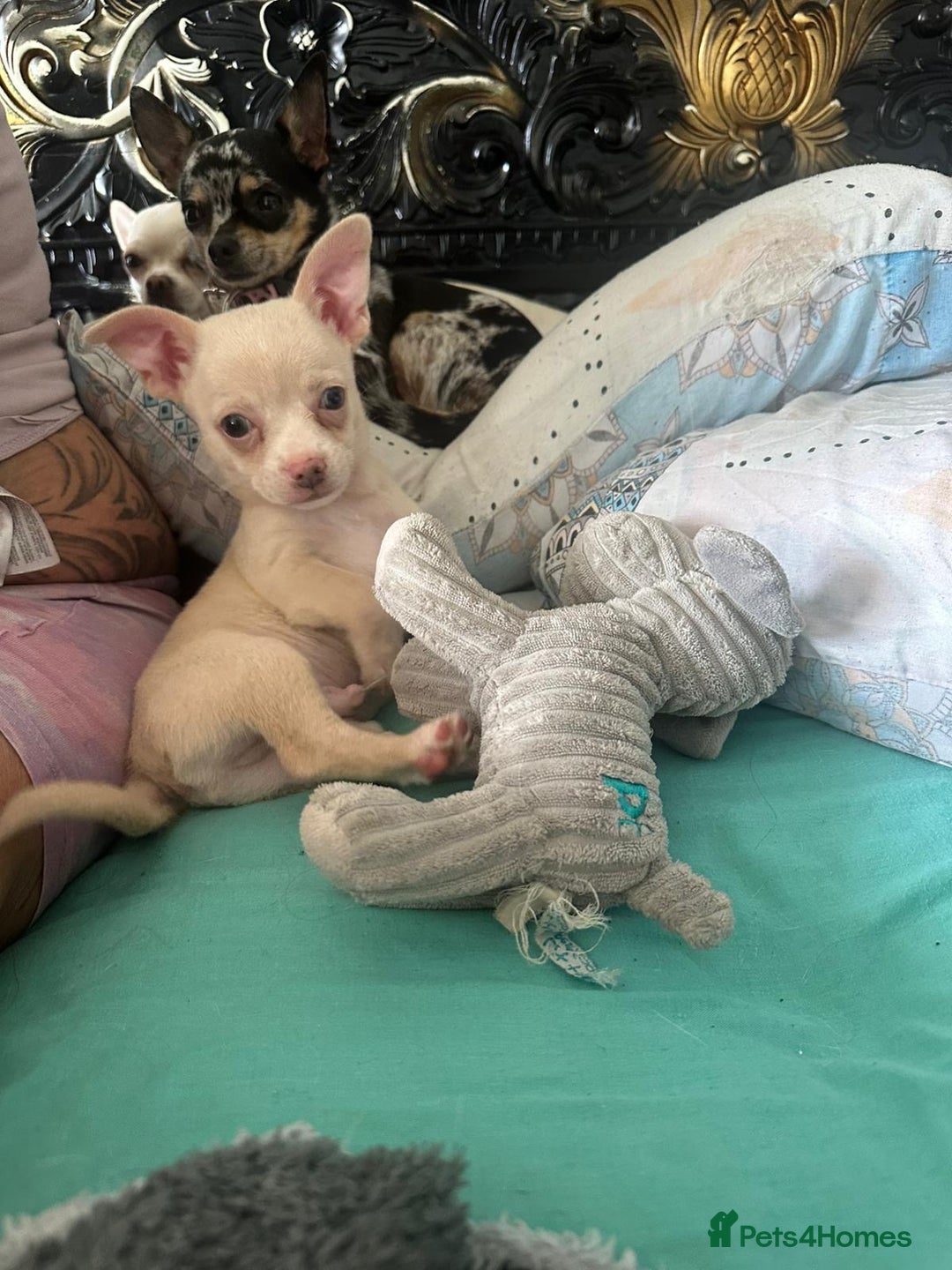 Chihuahua dogs for sale: Beautiful girl grey and black Chihuahua puppy - Image 9