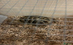 Hermann Tortoise reptiles for sale: Hermanns Tortoise Male - Image 5
