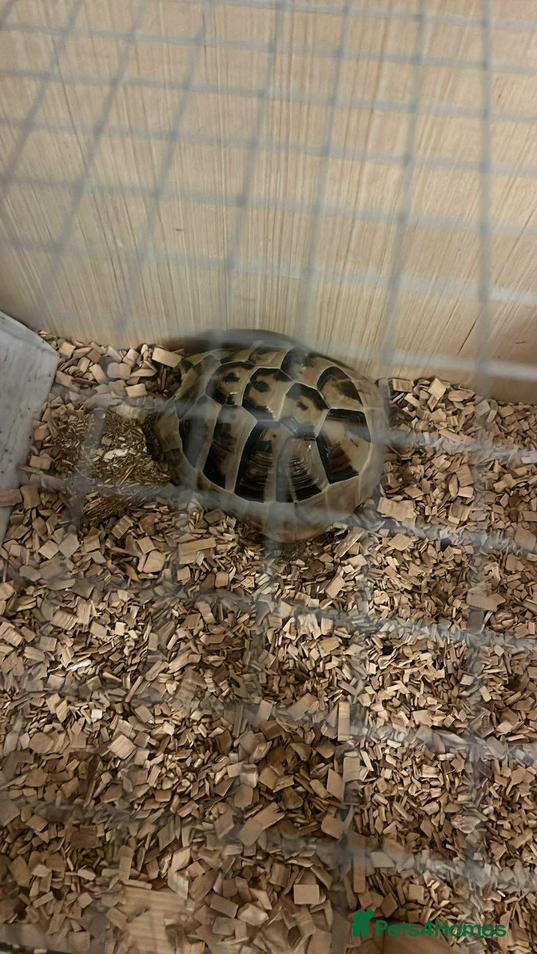 Hermann Tortoise reptiles for sale: Hermanns Tortoise Male - Image 5