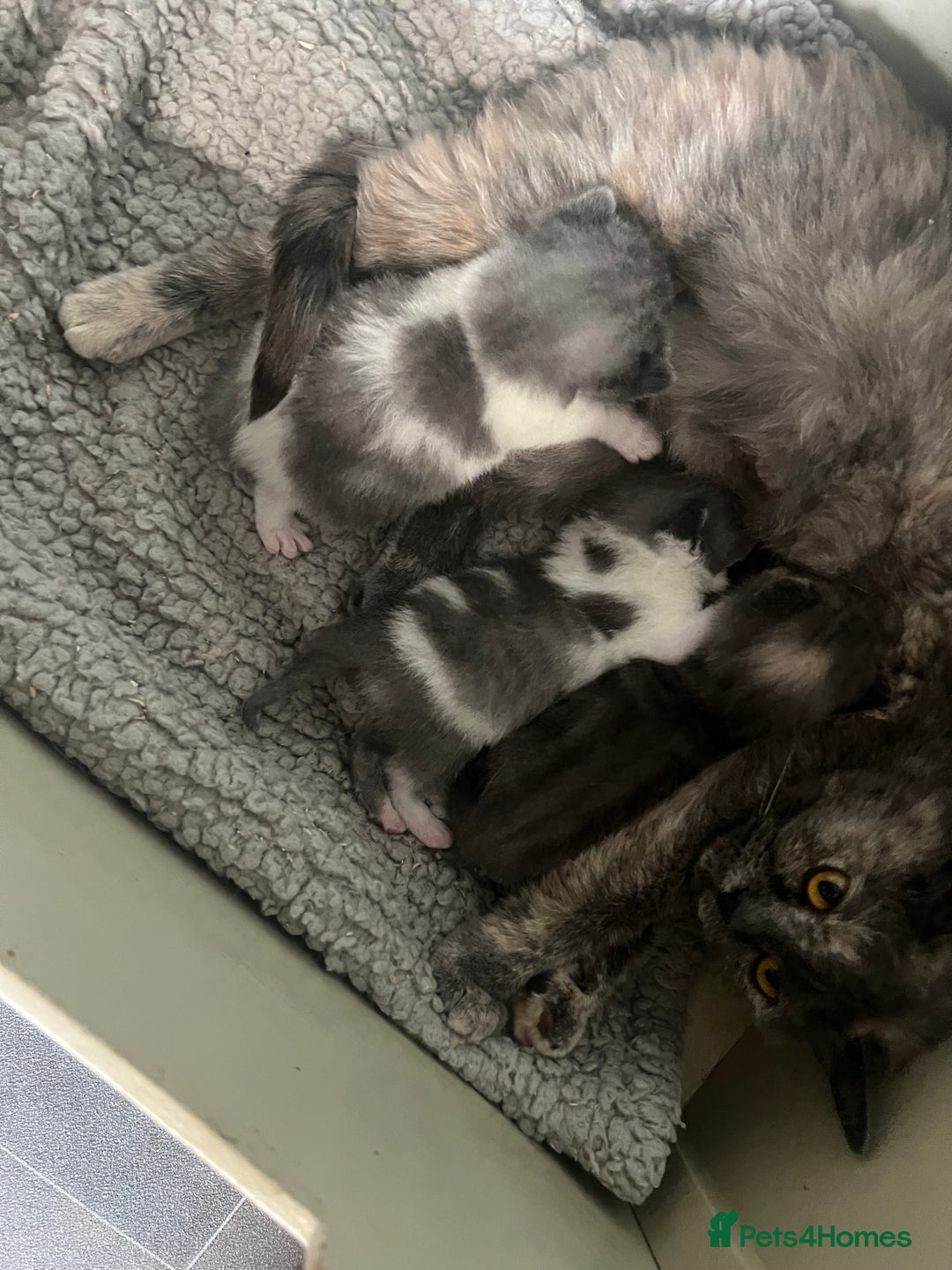 British Shorthair cats for sale: 2 Stunning British Shorthair Kittens  - Image 1