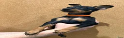 Miniature Pinscher dogs for sale:  Beautiful Purebred Miniature Pinscher Puppies  in Wakefield - Advert 7