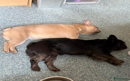 French Bulldog dogs for sale: Two beautiful boys - Image 11