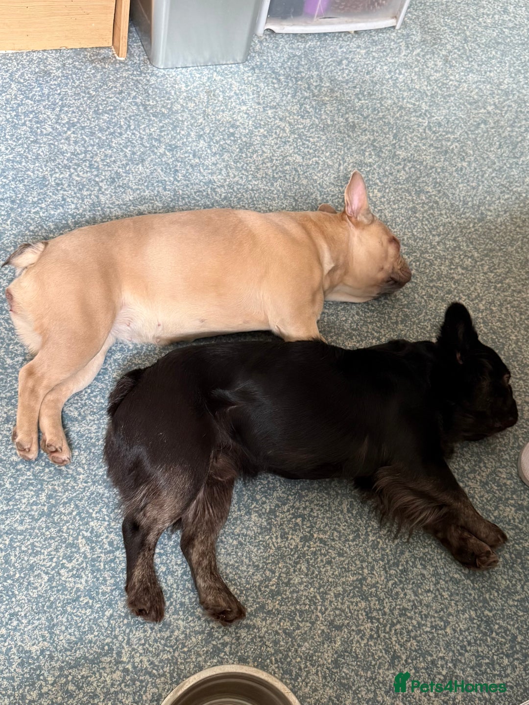 French Bulldog dogs for sale: Two beautiful boys - Image 11