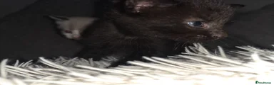 Blue black male
