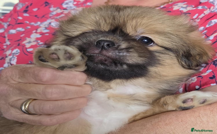 Tibetan Spaniel dogs - Advert 1