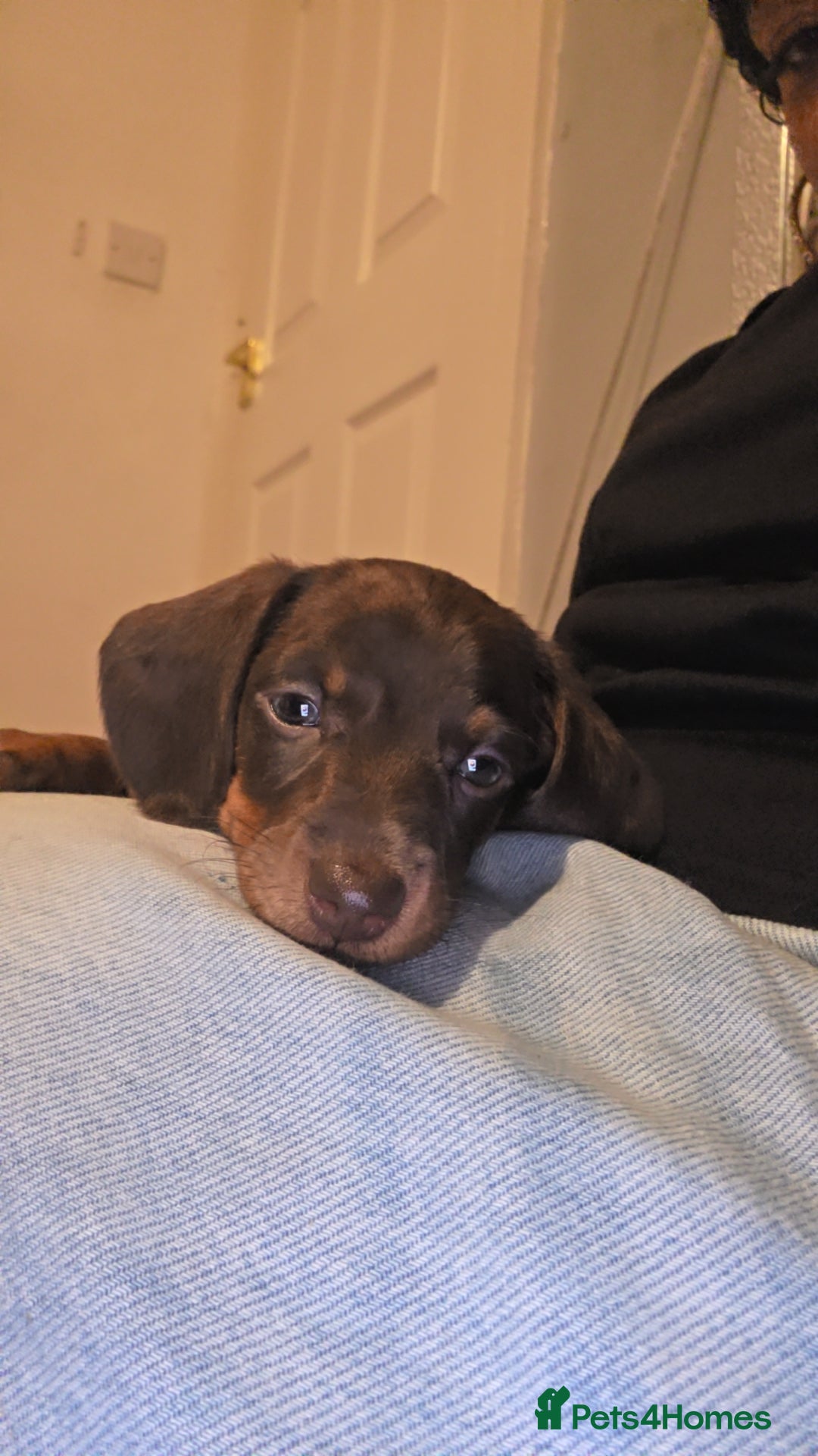 Miniature Dachshund dogs for sale: Miniature dachshund Puppies - Advert 16