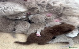 British Shorthair cats for sale: Ready🏡British Shorthair Chuky Kittens - Image 29