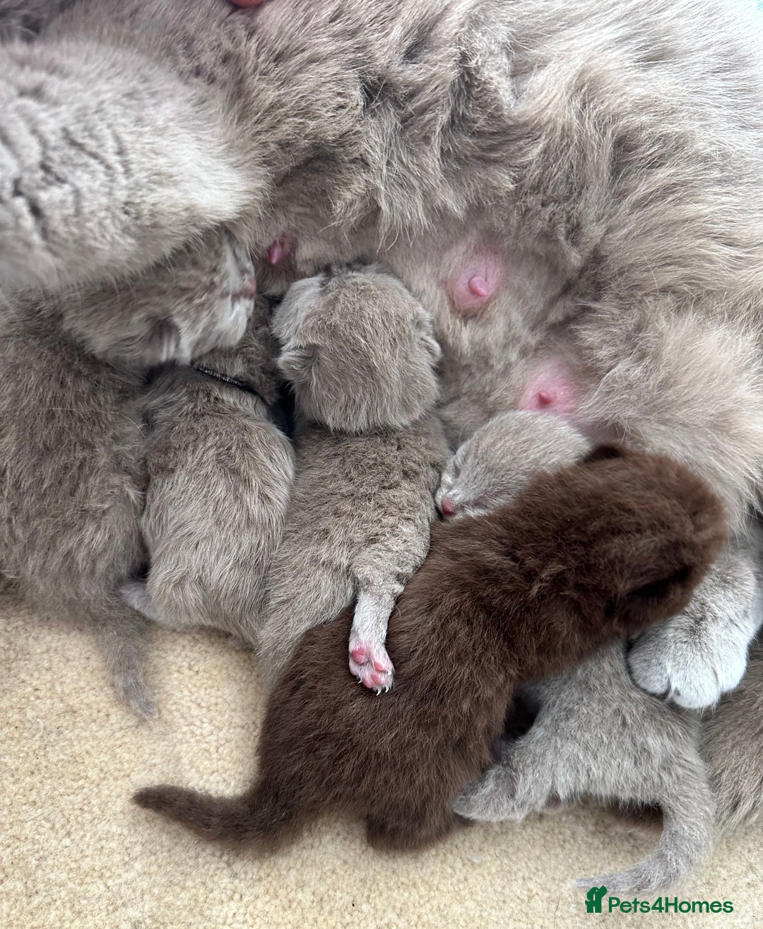 British Shorthair cats for sale: Ready🏡British Shorthair Chuky Kittens - Image 29