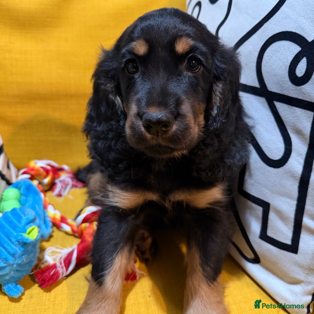 Cocker Spaniel dogs for sale: 7 Stunning Cocker Spaniel Puppies - Advert 17