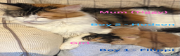 Maine Coon cats for sale: Pedigree Maine Coon Kittens - Advert 4