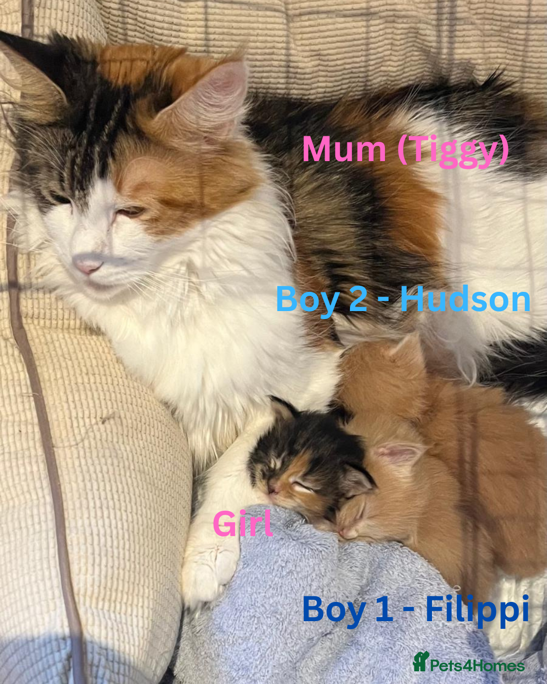 Maine Coon cats for sale: Pedigree Maine Coon Kittens - Advert 4