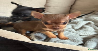 Chihuahua dogs Beautiful little Chi ready to go next week🐾 - Advert 11