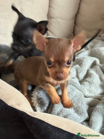 Chihuahua dogs Beautiful little Chi ready to go next week🐾 - Advert 2