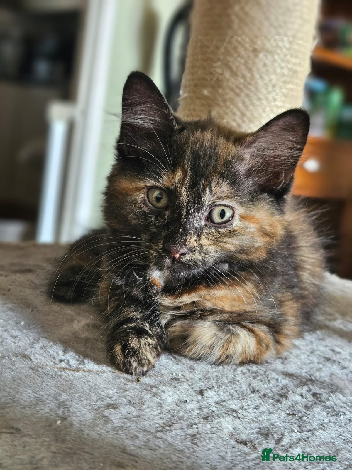 Mixed Breed cats Maine Coon Cross Long Haired one Kitten available  - Advert 2