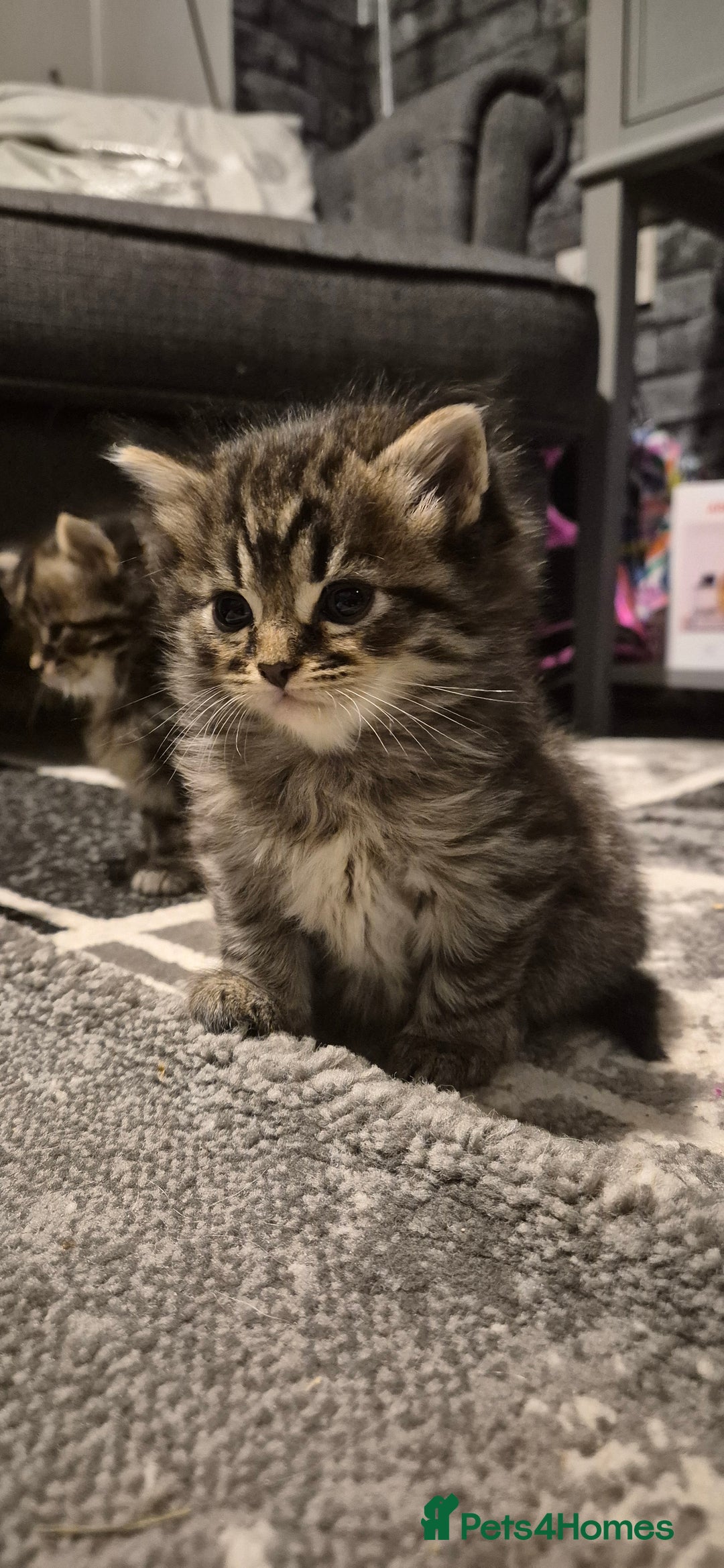 Mixed Breed cats for sale: Kittens silver tabby Britishshort-hairxmaincoon  - Advert 7