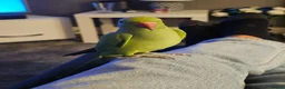 Ringnecks birds for sale: Indian Ringneck  - Advert 1