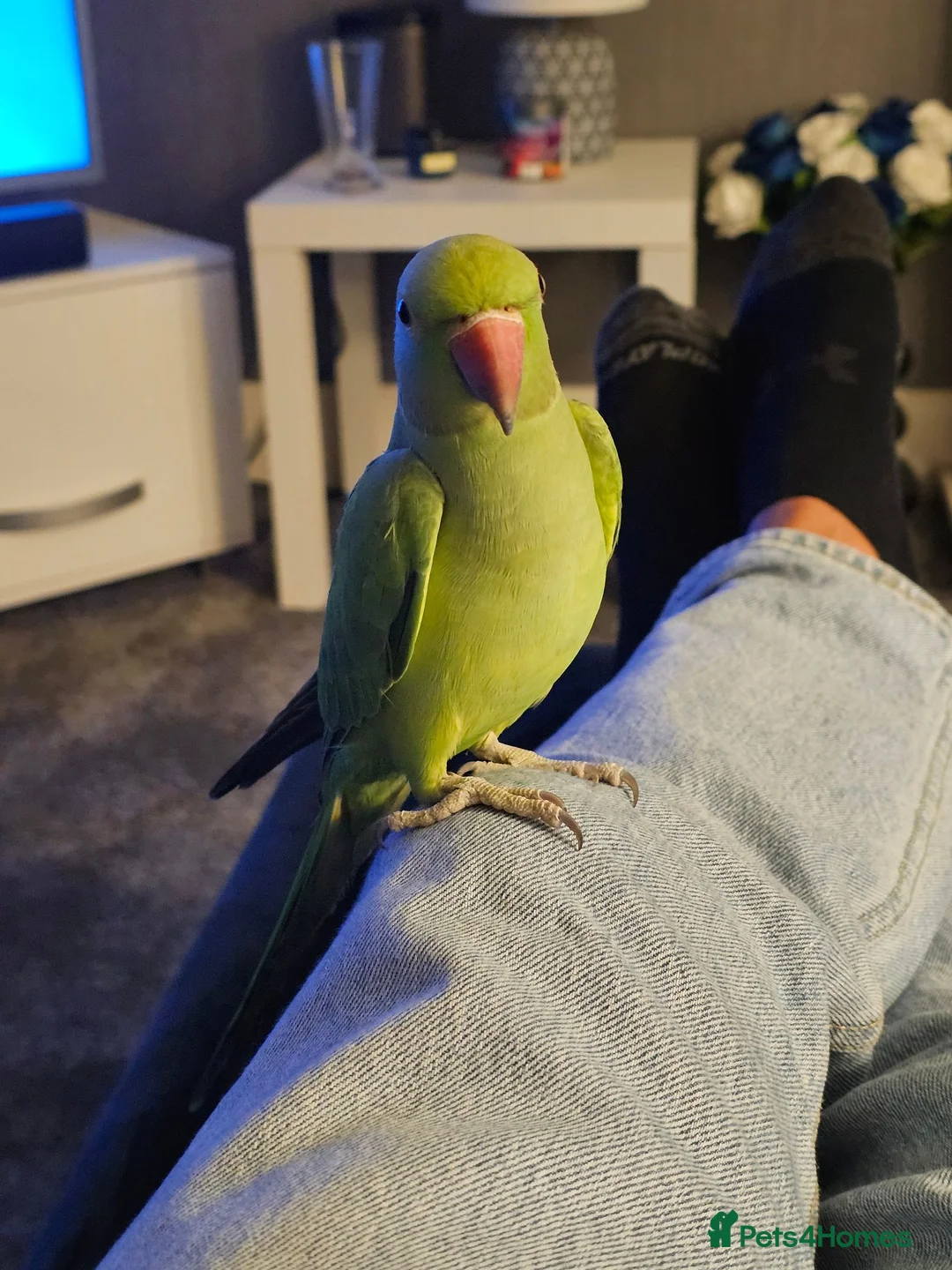Ringnecks birds for sale: Indian Ringneck  - Advert 1