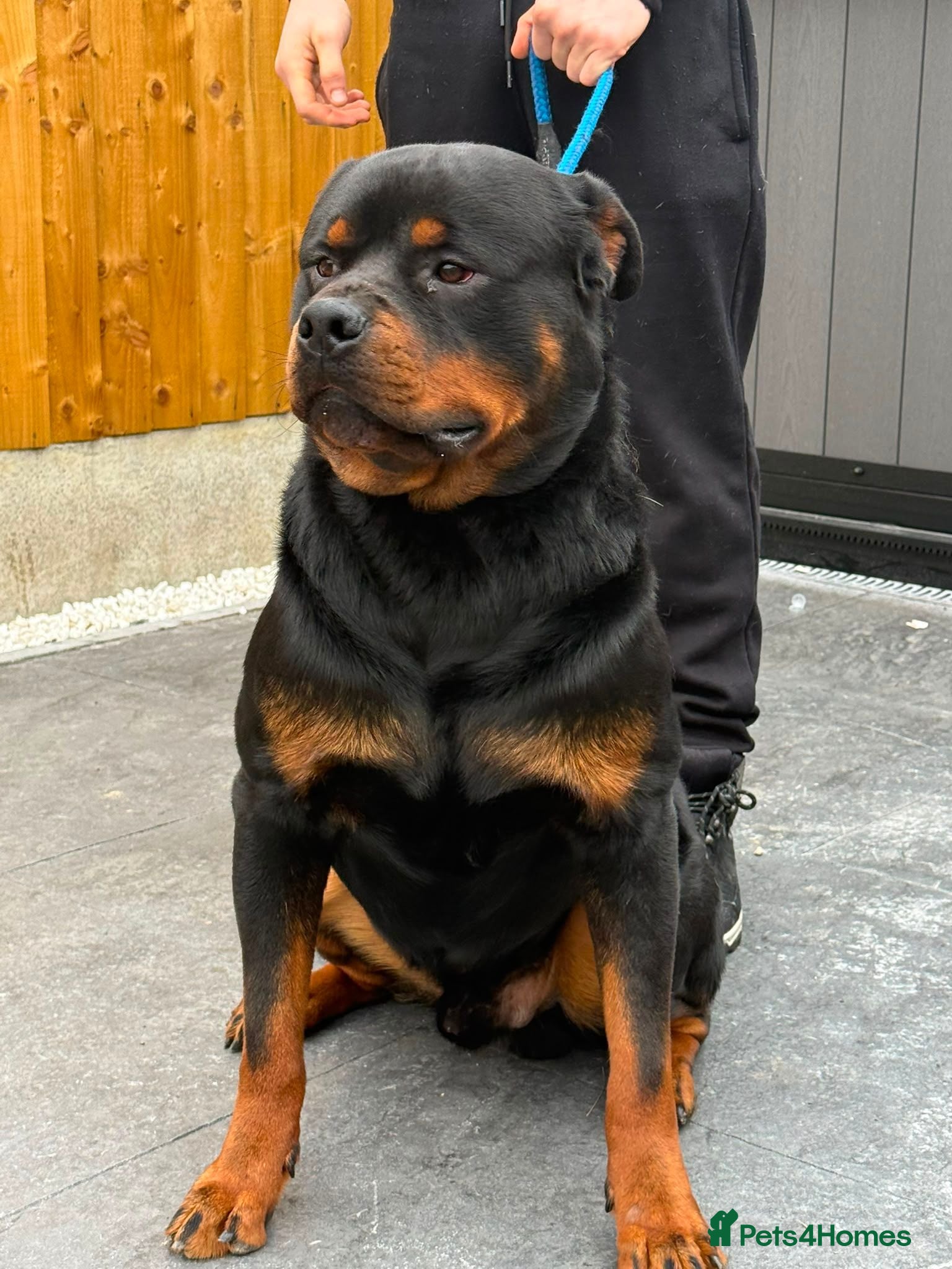 Rottweiler dogs Rottweiler pregnancy announcement 😍 - Advert 2
