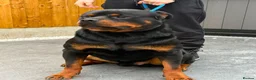 Rottweiler dogs for sale: Rottweiler pregnancy announcement 😍 - Advert 2