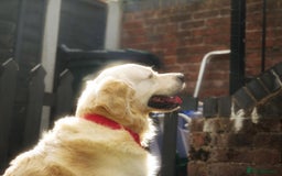 Golden Retriever dogs for stud: Stunning Golden Retriever for Stud –  meet Sammy - Image 17