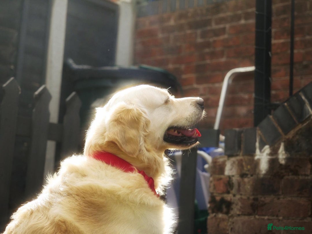 Golden Retriever dogs for stud: Stunning Golden Retriever for Stud –  meet Sammy - Image 17