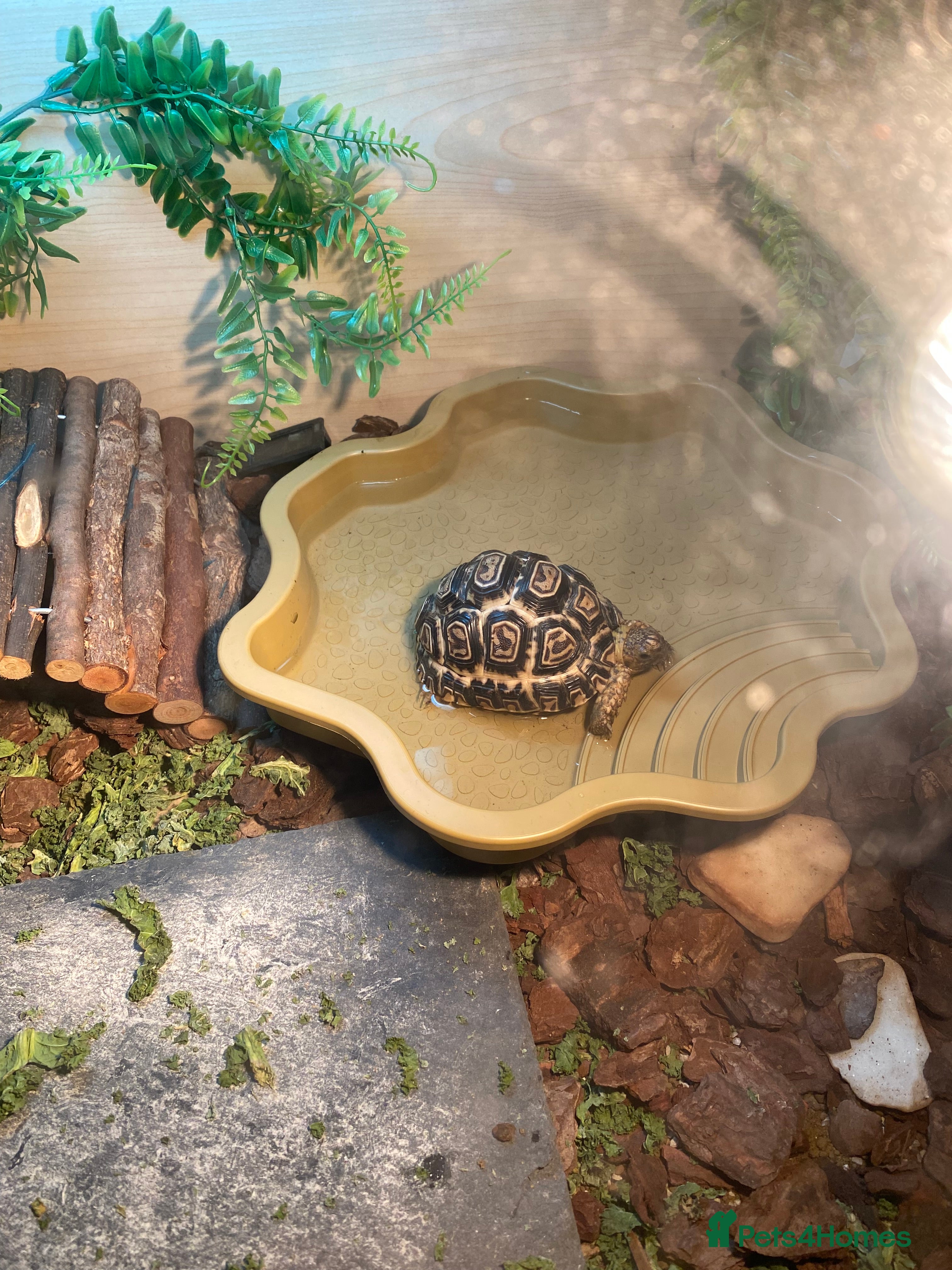 Tortoise reptiles Leopard Tortoise   - Advert 1