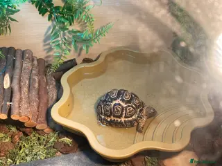 Tortoise reptiles Leopard Tortoise - Advert 1