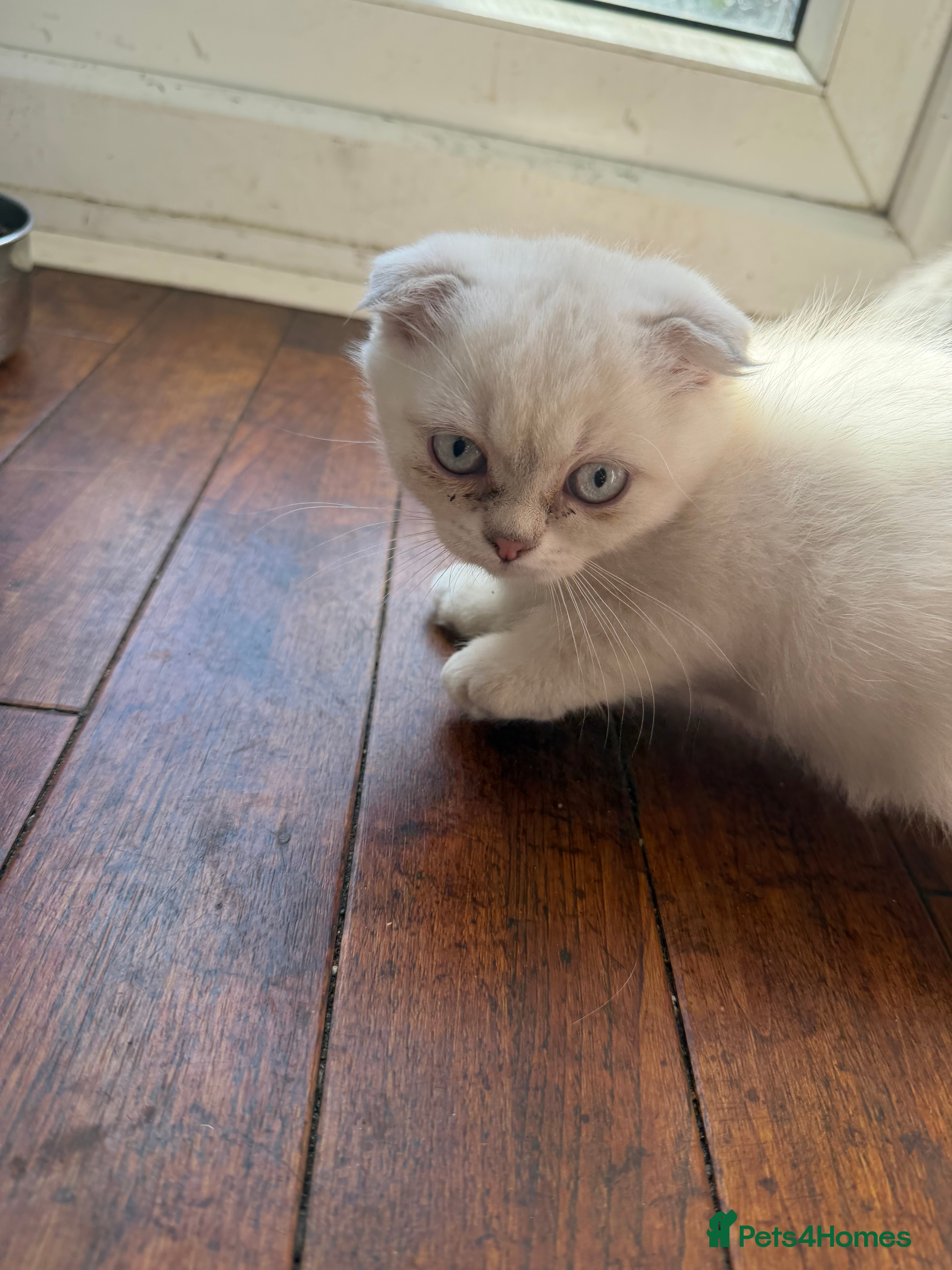 Scottish Fold cats for sale: READY SCOTTISH FOLD KITTENS (URGENT) - Advert 9
