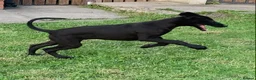 Lurcher dogs for sale: First cross saluki greyhounds  - Advert 10